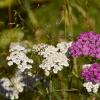 champagny-en-vanoise-12-copier-