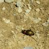 champagny-en-vanoise-9-copier-